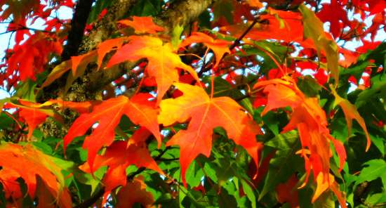 autumn tea party autumn sugar maple leaves fall color